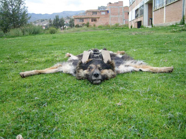 Dog carpets