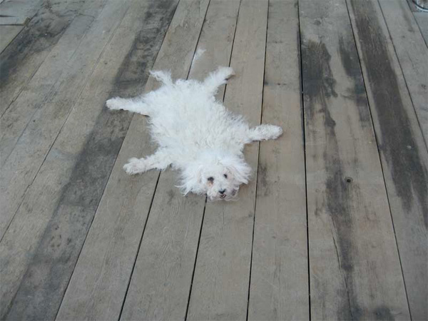 Dog carpets