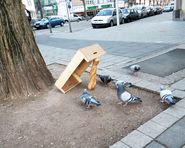 Attrape pigeon