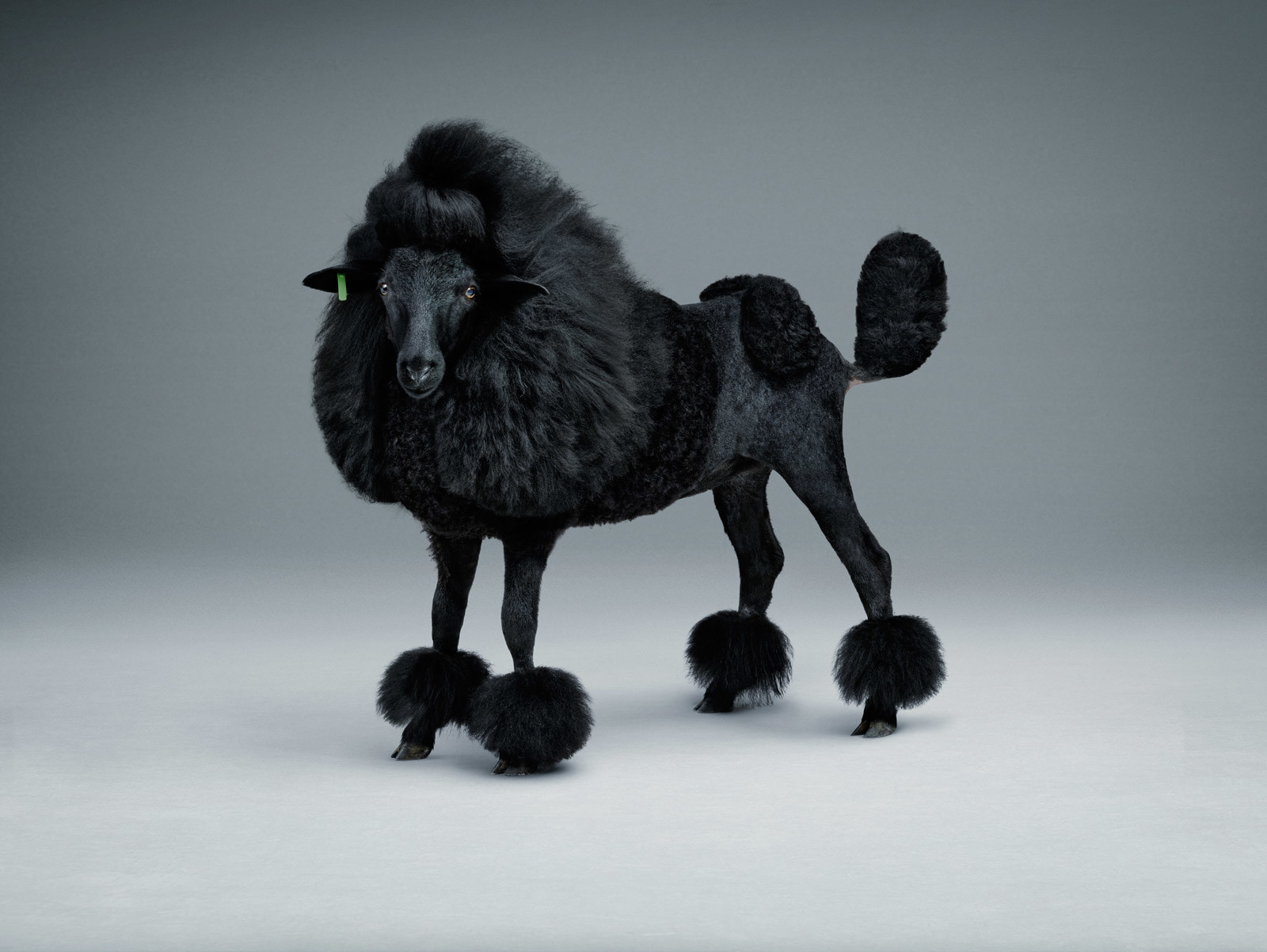 Blacker sheep